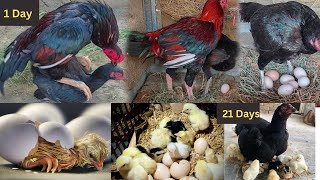 How A Chick Born From A Egg  Young hen hatching eggs to chicks first time  Hen hatching eggs [upl. by Akinirt674]