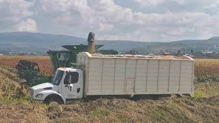 TrillandoCosechando sorgo San jerónimo John deere 9550 Michoacán suscríbete para mas videos [upl. by Assanav]