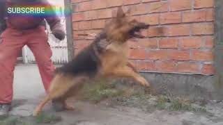 African Wild Dog VS German Shepherd Who would win in a Fight [upl. by Lorena]