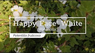 30 Seconds with Happy Face® White Potentilla [upl. by La]