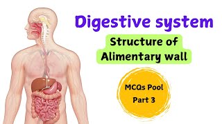 Digestive system  structure of alimentary wall  MCQs pool  Part 3 [upl. by Tuppeny]