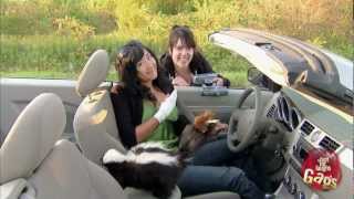 Skunk In Car Prank [upl. by Hamimej]