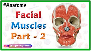 Facial muscles Anatomy animation Part 2  Oral Group [upl. by Trembly322]