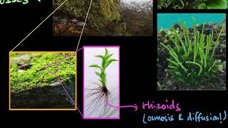 Bryophytes  Plant Kingdom  Biology  Khan Academy [upl. by Abas]