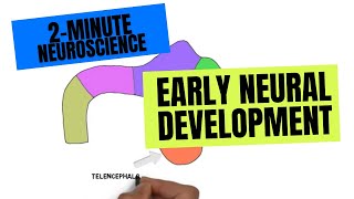 2Minute Neuroscience Early Neural development [upl. by Yelbmik977]