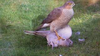 Sparrowhawk and Collared Dove please read description before commenting [upl. by Solracnauj]