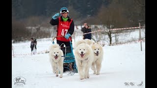 Samojeden beim Schlittenhunderennen Liebenscheid 2019 [upl. by Anaugahs]