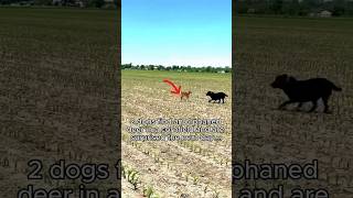 Dogs rescue dear from 🌽 field very emotional heart touching moments dog animals hearttouching [upl. by Medorra]