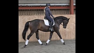 Delilah  Exquisite Hanoverian Mare [upl. by Anyat22]