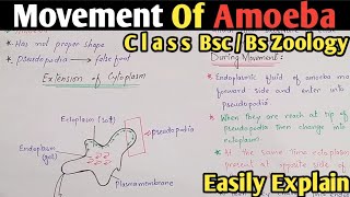 Amoeba Movement  Amoeboid Movement  Amoeba Moves Through Pseudopodia  Class Bsc amp Bs Zoology [upl. by Iggam]