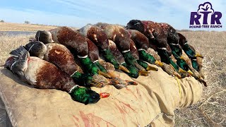 Windy Kansas Mallards  Farm Pond Duck Hunting 2021 [upl. by Salsbury]