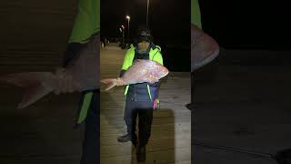 Portsea pier have big SNAPPER 🔥 [upl. by Adalai672]