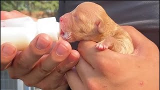 Helping a Rescued Mama Dog and Her Newborn Puppies Thrivesavingstraydogs [upl. by Eserehc]