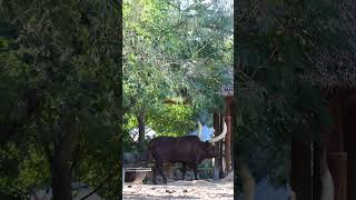 One of the ankole cattle at the Houston Zoo [upl. by Hamford]