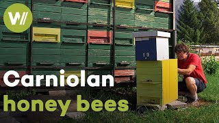 Revitalisation of Carniolan bees and restoration of their unique hives  Master of Bees Slovenia [upl. by Adnihc]