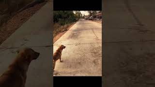 This dog waits every day doglover [upl. by Vaish]