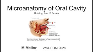 Histology  Micro anatomy of the Oral Cavity Lab 10 Review [upl. by Guildroy]