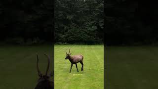 Bull Elk Bugles Walking on grass bull elk bugles walk grass soothing nature wildlife HA78657 [upl. by Starobin240]