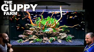 The Guppy Farm EXOTIC Guppy Island Style All In One Aquarium Aquascape Tutorial [upl. by Acalia]