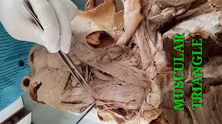 DISSECTION OF NECK PART1  BOUNDARIES OF ANTERIOR TRIANGLE OF NECK  BY DR MITESH DAVE [upl. by Eitac593]