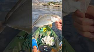 amberjack fishing pesca kayakfishing pescaenkayak [upl. by Harte]