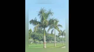 Roystonea regia Royal PalmCuban royal palm Florida royal palm [upl. by Hook]