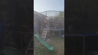 Kids having fun auntie Mays house Trampoline swing amp these Geese lol 😆 👏👏 [upl. by Scarface279]