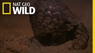 Meet the Pangolin  Night on Earth [upl. by Elleryt]