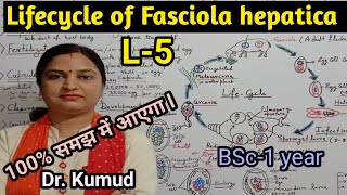 Fasciola hepaticaLifecycle of Fasciola hepaticaLiver FlukeL5BSc1stYearZoologyPGTTGTDrkumud [upl. by Novyart]