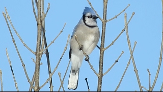 De beaux oiseaux dans notre jardin [upl. by Pena]