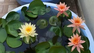 Water lilies [upl. by Evets879]