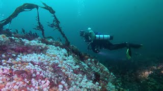 Scuba diving in Sundstraumen Norway  Dykning i Sundströmmen granne till Saltströmmen [upl. by Federica]