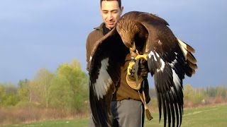 Hunting with a Golden Eagle  Amazing short movie [upl. by Teryl]