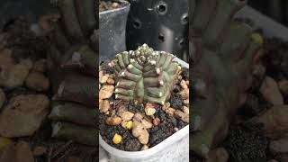 Gymnocalycium Kikko Transformer transform gymnocalycium cactus [upl. by Buonomo509]