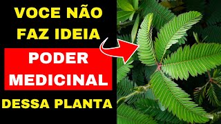 INCRÍVEIS BENEFÍCIOS DA DORMIDEIRA DESCUBRA COMO ESSA PLANTA ESTÁ CURANDO DE FORMA NATURAL [upl. by Oigolue44]