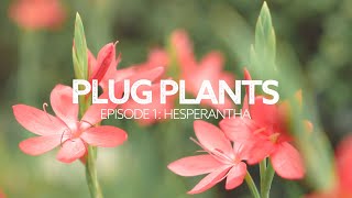 Plug Plants Ep 1 Hesperantha MustHave Plants Everything You Need to Know [upl. by Cob]