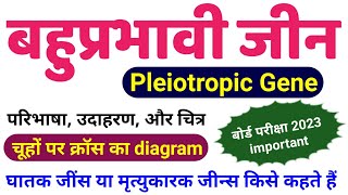 बहुप्रभावी जीन्स  Pleiotropic Genes in hindi  Lethal Genes  Pleiotropic gene class 12 biology [upl. by Happy572]