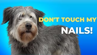 How I tackle a difficult nail trim on a feisty dog [upl. by Alaster]