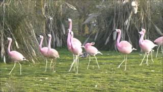 Andean flamingos [upl. by Aissyla]