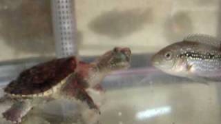 Baby Snapping Turtle Vs Pinky Mouse 2 [upl. by Hadsall421]