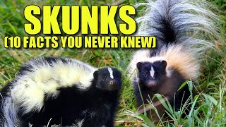 Skunk 🦨 10 FACTS You NEVER KNEW [upl. by Ezarras]