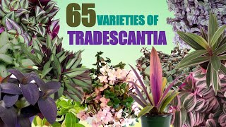 65 Rare Varieties of Tradescantia Plant with Names  Spiderwort varieties Plant and Planting [upl. by Burger408]