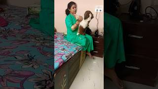 Maine Payal hai chhankai hindi song beautifuldog 🥰🥰 [upl. by Fredrika315]