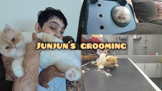 finally 2 months k baad junjun  grooming krwa li 🐈 😻 [upl. by Annahsor758]