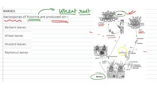 Aceisopores of Puccinia are produced on [upl. by Nerahs]
