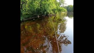 Whopper Plopper in the shadows  youtubehighfive [upl. by Lebiralc499]