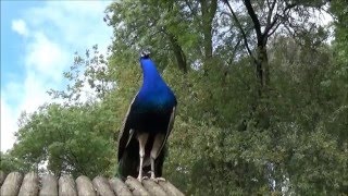 Hermosos Pavos reales azules cantandoCanto o sonido [upl. by Donnie]