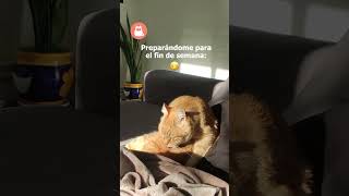 ACICALÁNDOME para el FIN de SEMANA 👅🐈😸 SHORTS GATO [upl. by Htrow]