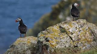 2 atlantic puffins Skomer Island Wales UK [upl. by Styles925]