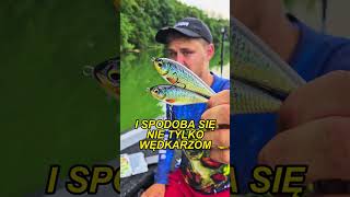 HOLO SELECT 3D SAMSON NATURE  nowoczesny jerk na duże szczupaki Dostępny w sprzedaży shorts [upl. by Aivatnuhs]